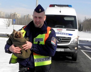 A kiskutya szerencsére igazolni tudta magát