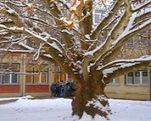 Ismét Platán Hét a Varga Tamás iskolában