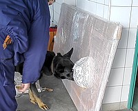 Marihuánát szagolt ki a rendőrkutya
